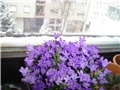 campanula